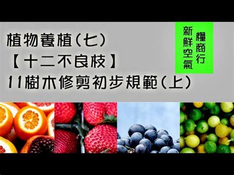 不良枝|11樹木修剪初步規範(上) 4分鐘讓你認識【十二不良枝】植物養植